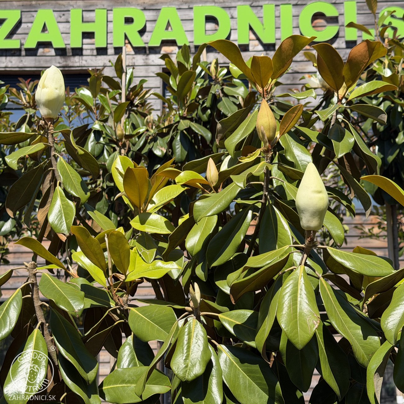 Obrázok Magnólia veľkokvetá (Magnolia grandiflora) ´GALLISONIENSIS´ - výška 250-270 cm, kont. C25L, obvod kmeňa 6/8 cm - NA KMIENKU